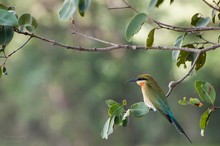 Blauschwanzspint - Vögel auf Sri Lanka