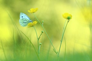 Ein Weißling auf der gelben Wiese