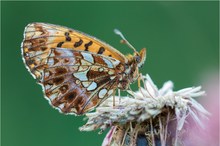 Magerrasen-Perlmutterfalter (Boloria dia)