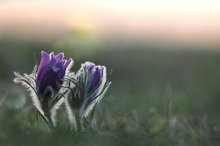 Küchenschellen am Abend