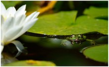 neulich im Gartenteich