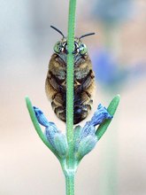 Amegilla garrula  frontal