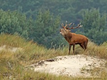 Rothirsch in den Dünen