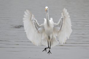 Silberreiher im Flug