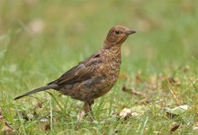 Charly Amsel "seine T ochter"...