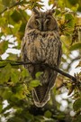 Herbstbeginn bei den Waldohreulen