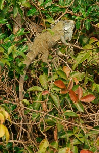 Grüner Leguan