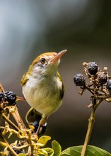 Rotstirn-Schneidervogel