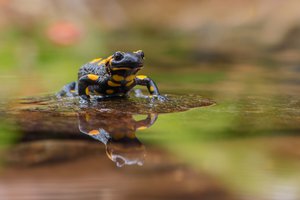 Feuersalamander