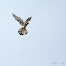 Falke im Rüttelflug