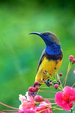 Gruenruecken_Nektarvogel
