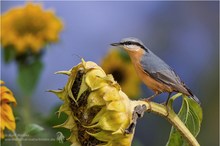 Kleiber (Sitta europaea)