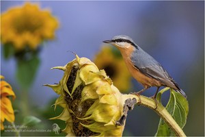 Kleiber (Sitta europaea)