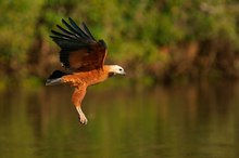 Fischbussard  (Busarellus nigricollis)