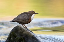 Wasseramsel im Herbstlicht