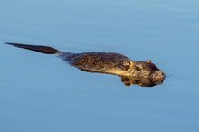 Nutria