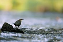 mal wieder bei den wasseramseln