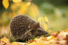 Der " Goldene Oktober " ist da.