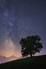 Der alte Baum und die Sterne