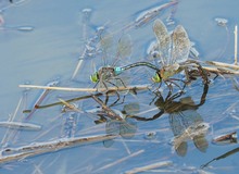 Eiablage der  Kleinen Königslibelle (Anax parthenope)