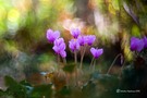 Cyclamens