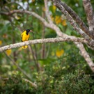 Schwarzkopfpirol - Vögel auf Sri Lanka
