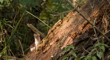 Hermelin (Mustela Erminea)