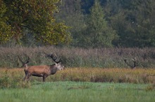 Platzhirsch