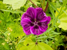 Welche Blume ist das ?