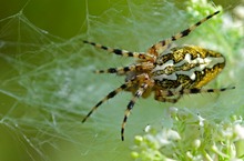 Eichenblattspinne - Dokufoto