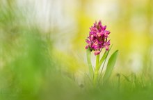 Dactylorhiza sambucina