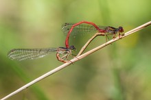 Scharlachlibellen im Paarungsrad