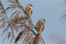 Bartmeise (Panurus biarmicus)