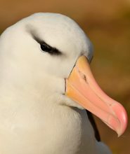 Schwarzbrauen-Albatros