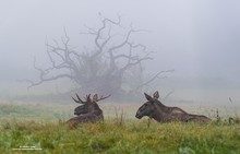 Moose & Mystic Tree