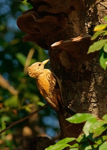 Strohspecht (Celeus flavus) Weibchen