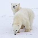 Eisbärenkinder