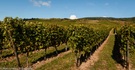 Weinberge an der Mosel