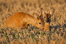 Erinnerung an die Blattzeit