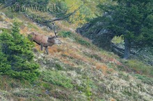 Berghirsch  (Cervus elaphus) in uriger Berglandschaft