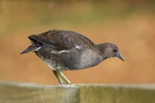 Junges Teichhuhn