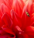 Lady in red ...