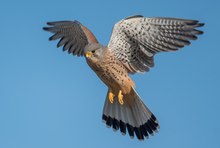 Der Rüttler II