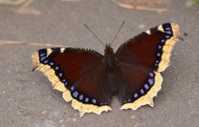 Trauermantel-Falter im Sommerkleid  - Dokufoto