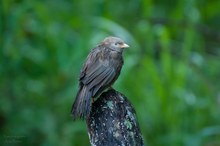 Gelbschnabeldrossling - Vögel auf Sri Lanka