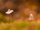 Diese herbstlichen Färbung