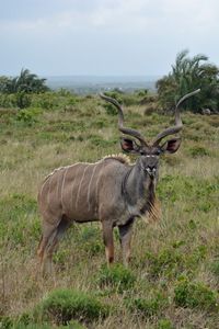 Sambesi-Großkudu (Strepsiceros zambesiensis