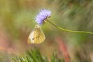 An Scabiosen zu hängen