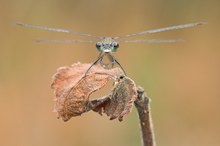 Lestes virens – Kleine Binsenjungfer - Männchen