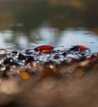 Herbstwasser